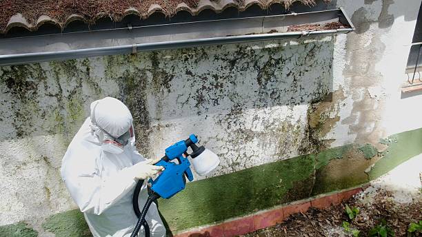 Top rated local Basement Mold Removal specialists in Reading, MA